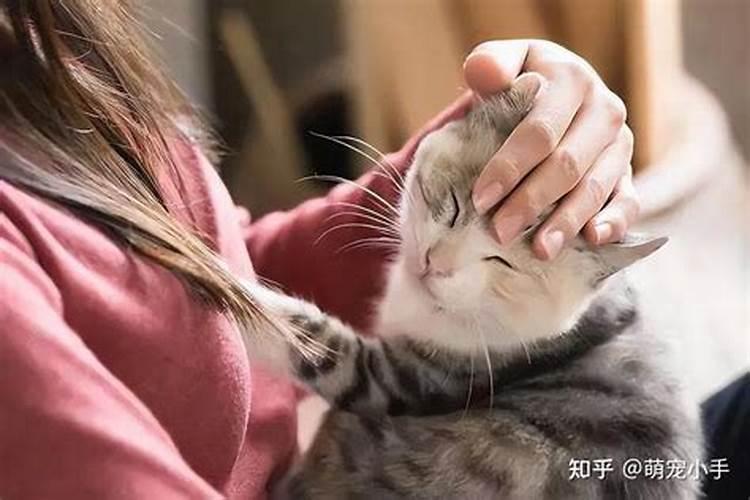 属猴的养猫有什么好处