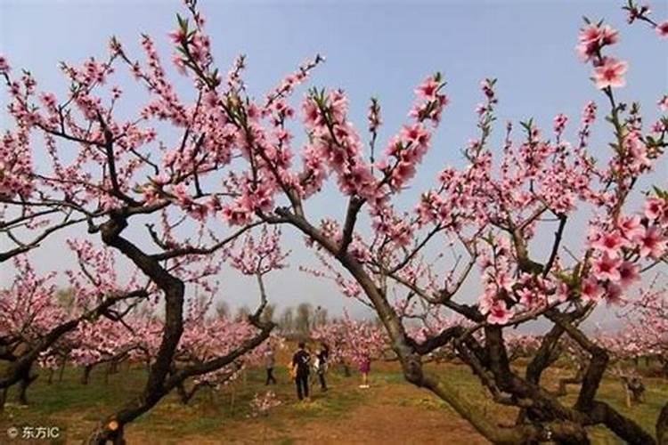 桃花运差怎么破解