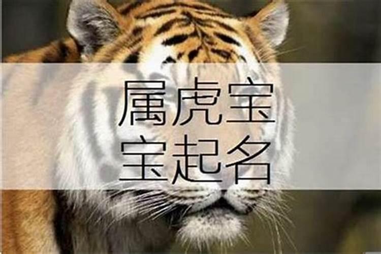 属虎的人养狗取什么名字