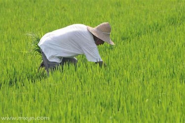 梦见除草锄地是什么意思