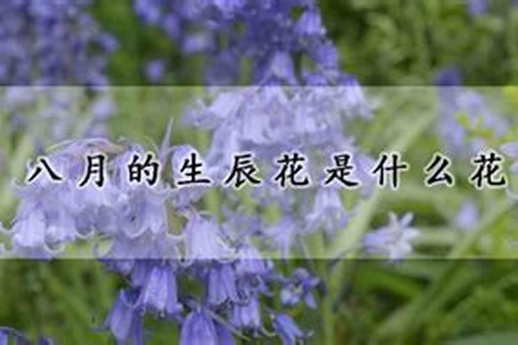 8月生辰花是什么花