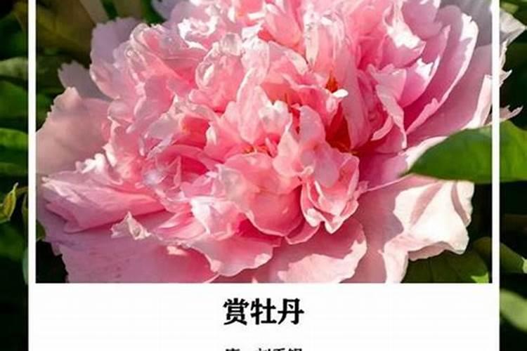 8月生辰花是什么花