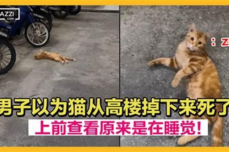 梦见猫从房上掉下来