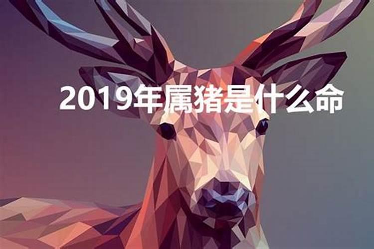 2019年属猪的啥命