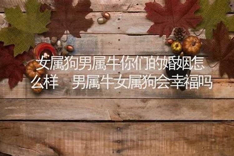 属牛明年婚姻怎么样女人