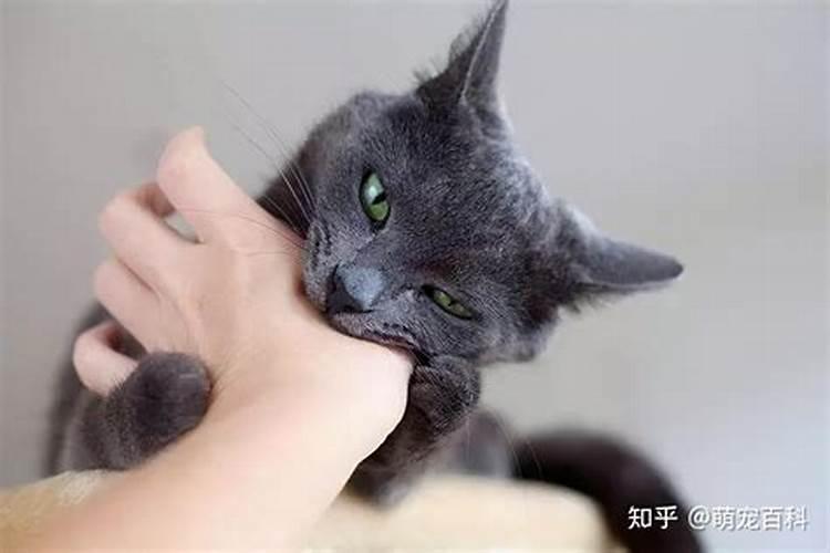 梦见好漂亮的猫咪咬我