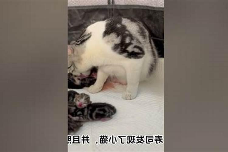 梦到猫分娩