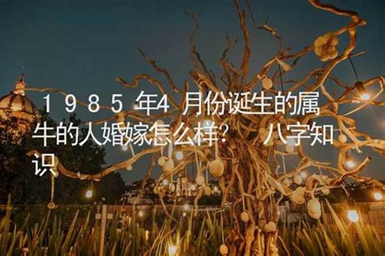 86属虎2024本命年运势