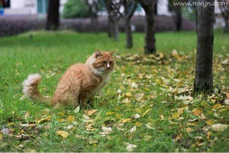 今年属猴犯太岁怎么办