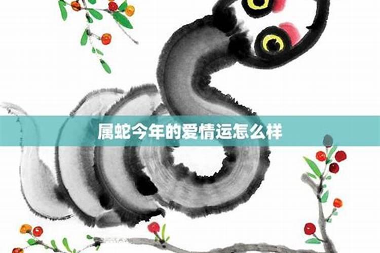 属蛇今年爱情