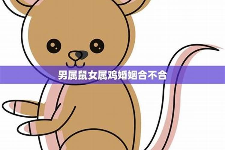 男属鼠女属兔婚姻合不合