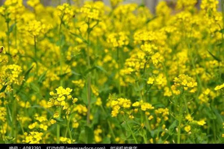 梦见绿油油菜地周公解梦