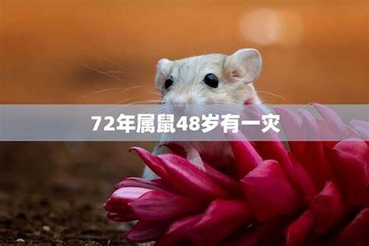 72年属鼠50岁后命运2021年