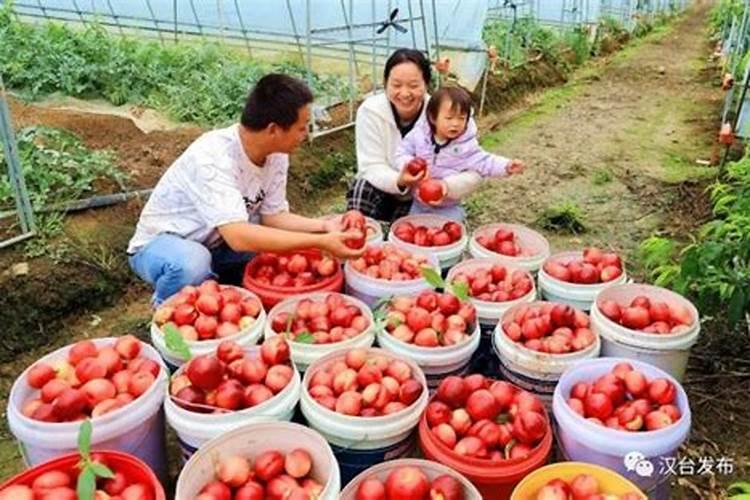 已婚女人梦见油桃