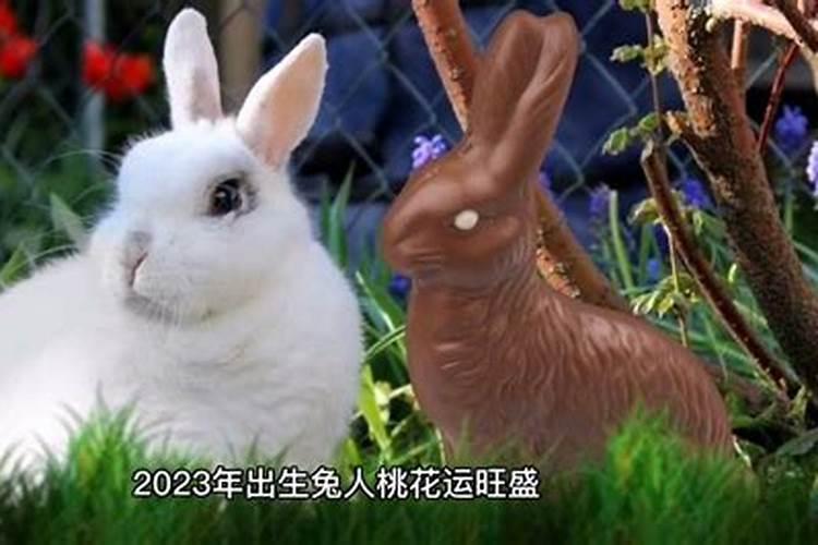 2019属兔的运势和财运