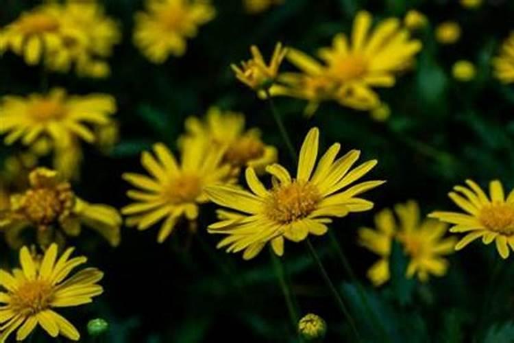 重阳节是哪个朝代规定的节日风俗