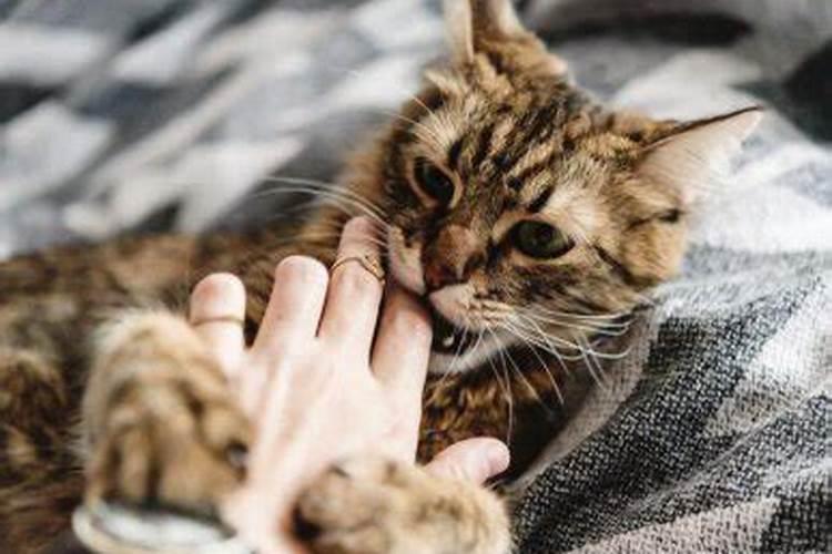 梦见好多猫是什么预兆女性