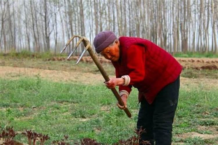 梦见死去的长辈在田里干活