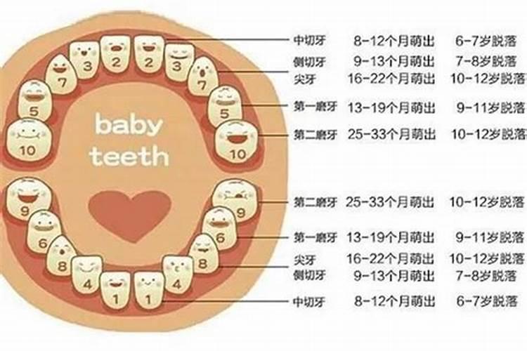 童子多大可以换牙