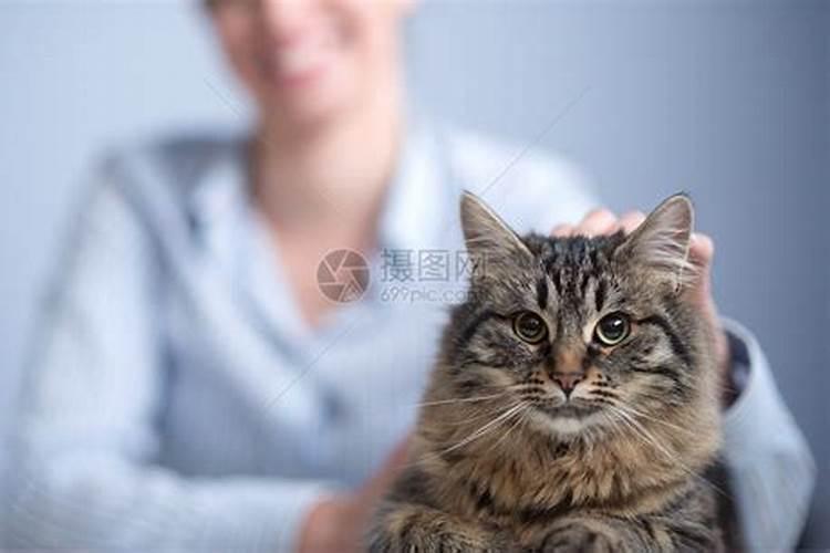 女人梦见黄金色条纹的猫