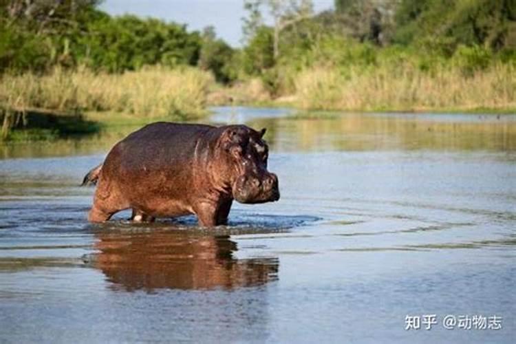 梦见河里有河马什么预兆