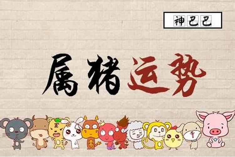 生肖属猪今年运势及运程