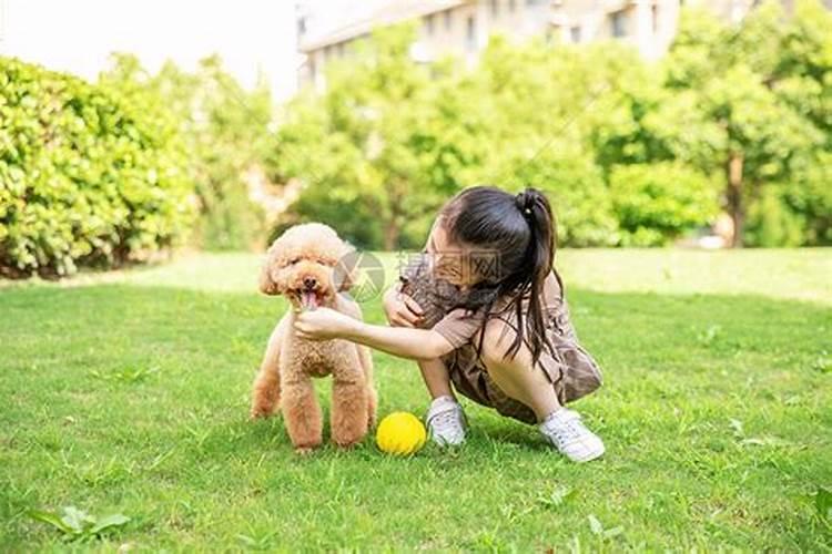 已婚女人梦见小猪仔