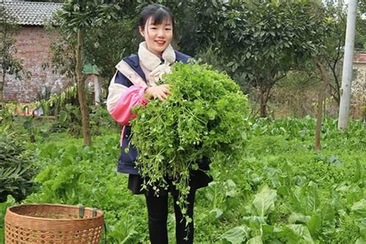 梦见很多人在菜地里拔菜