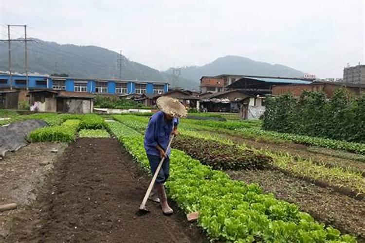 梦见死去老人活着在种庄稼什么意思