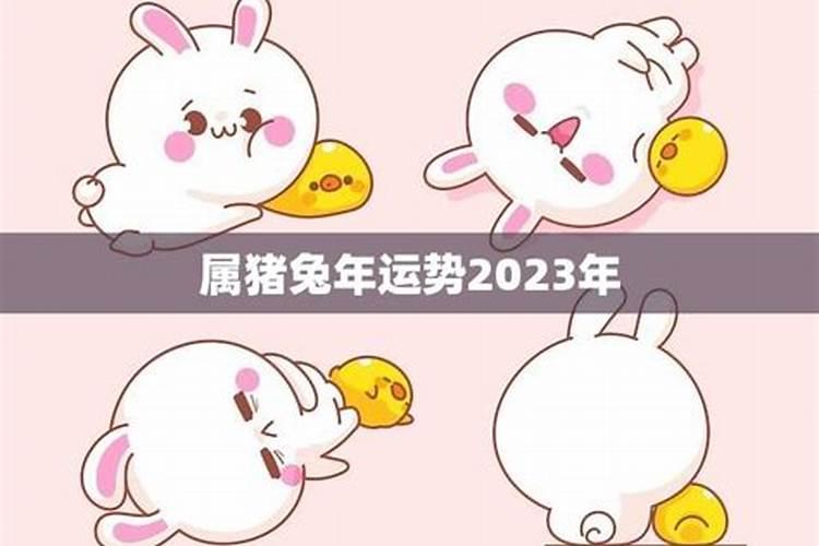 属兔人猪年2023年运程如何