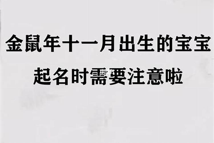 农历十一月属鼠人的命运详解