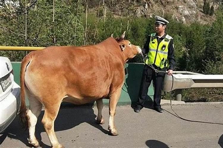 梦见牵一头黄牛在回家路上