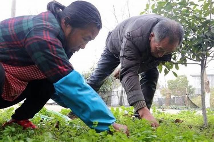 梦到地里好多野菜我在拔野菜