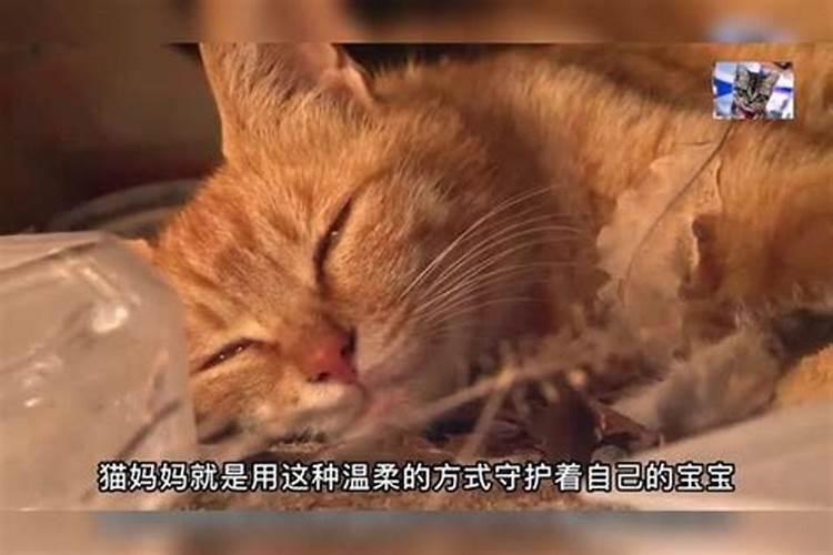 梦见猫有六条腿