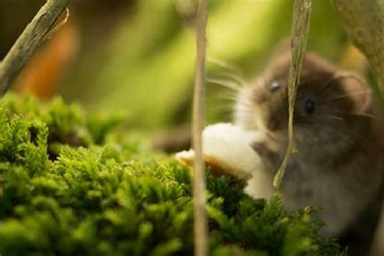 梦见老鼠和猫在屋里乱跑