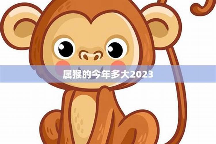 属猴今年多大2023