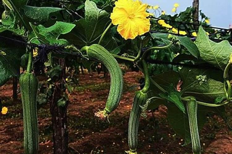 清明节祭遵化