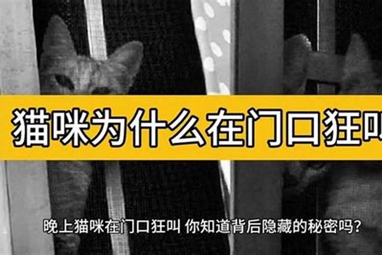 梦见搬家有四只猫在家