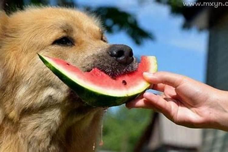 梦见狗要食物