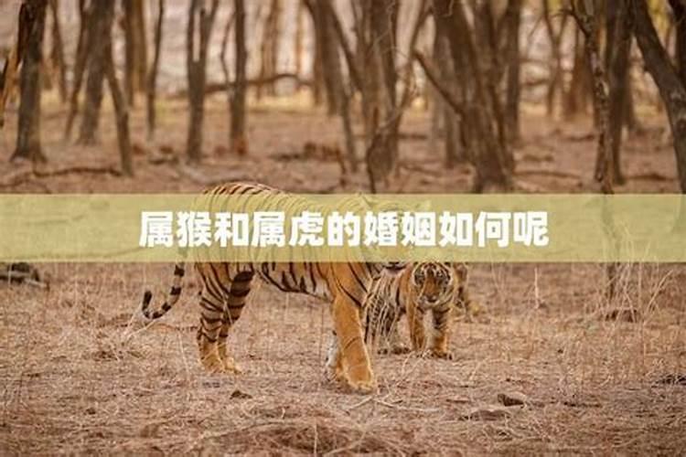 猴和虎怎么破解