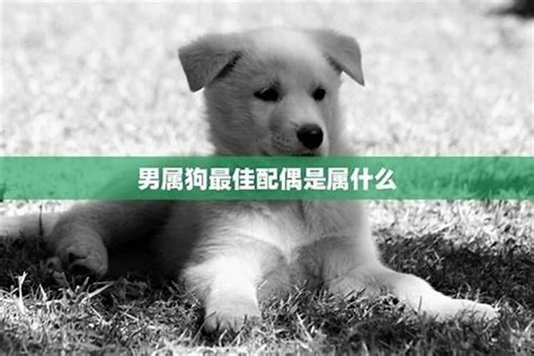 狗属相和什么属相合适