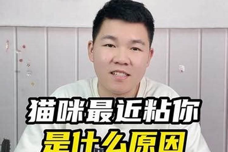 梦见几只小猫咪缠着我