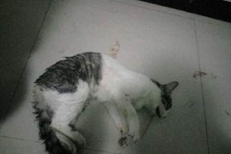 做梦梦到别人把猫弄死