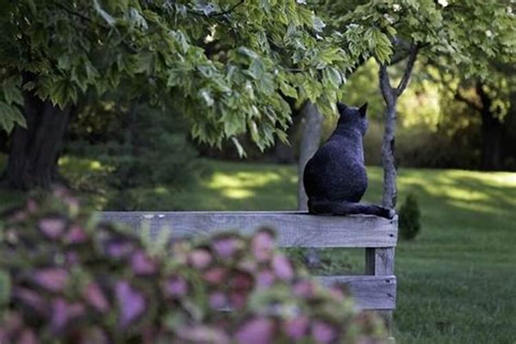 梦见黑猫从家里跑出去