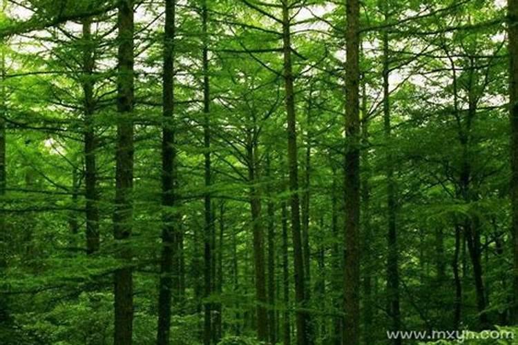 梦见大山树林茂盛