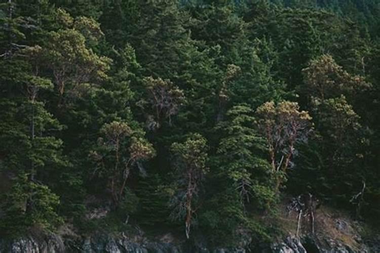 梦见大山树木茂盛