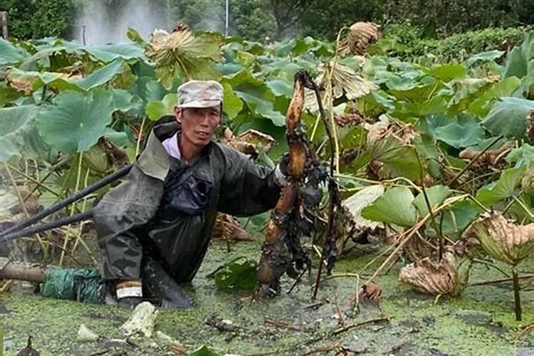 梦见堂兄堂弟下河挖藕,别人不让我下河挖藕是什么意思