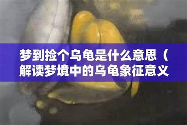 梦见自己捡到乌龟