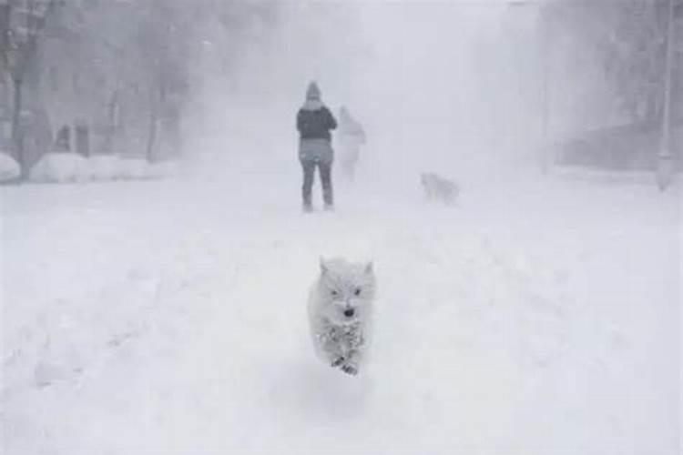 梦到很大的暴风雪