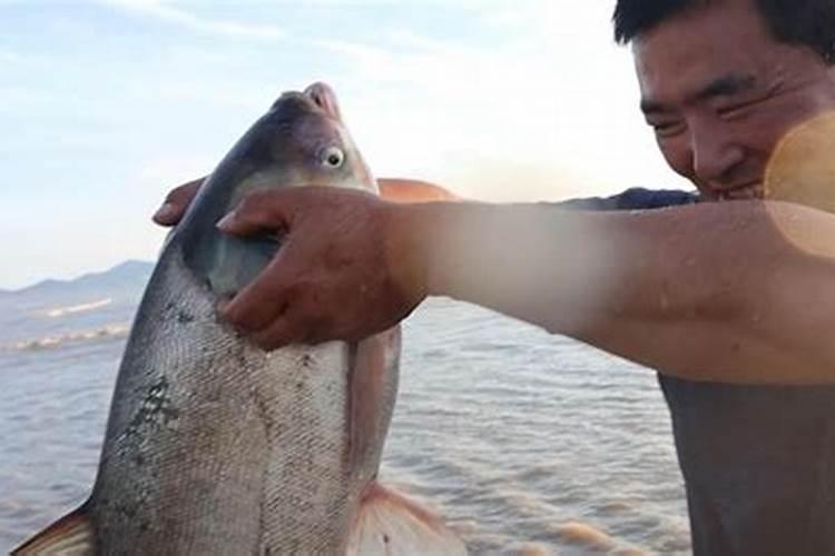 梦到大海退潮后捡到鱼